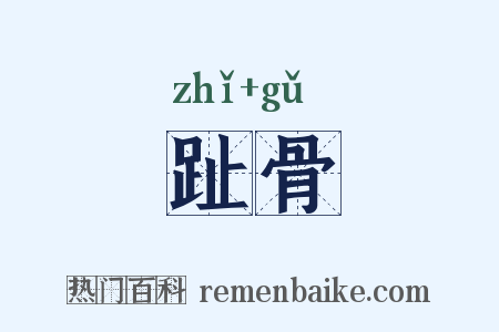 趾骨是什么意思的图片